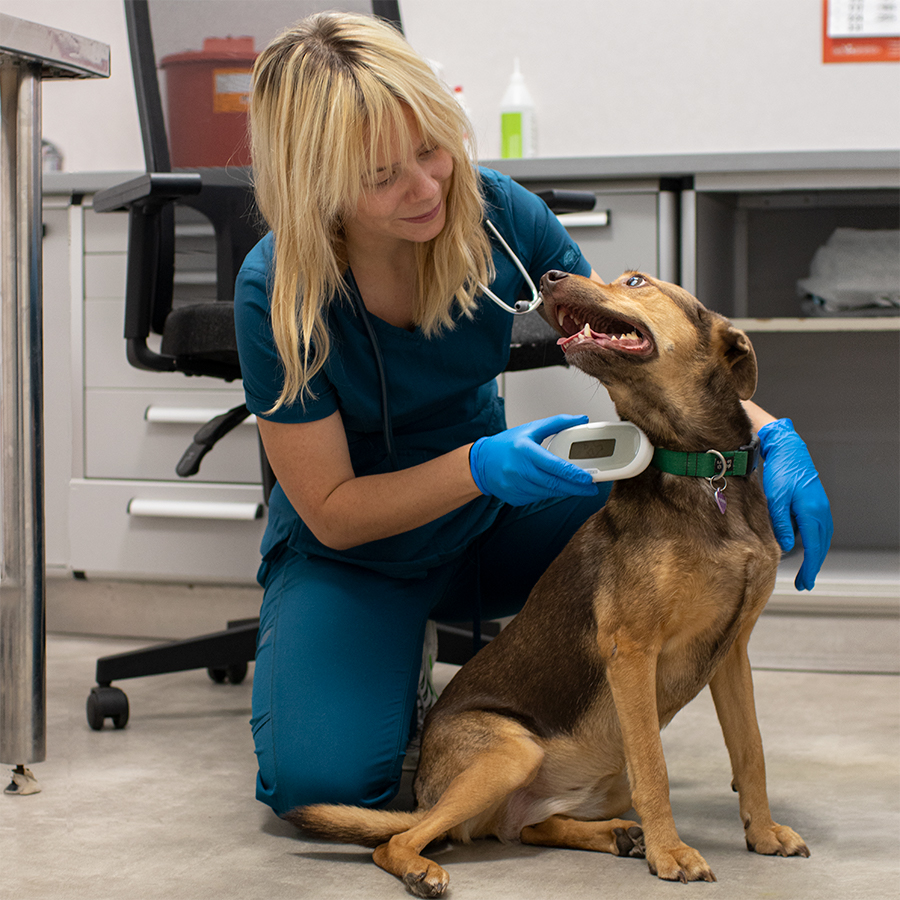 Lekarka weterynarii sprawdza czytnikiem numer chip średniej wielkości brązowego kundelka. W tle widać gabinet weterynaryjny w lecznicy Multiwet.